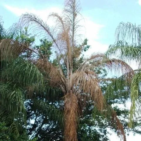 thumbnail for publication: Fusarium Wilt of Queen Palm and Mexican Fan Palm